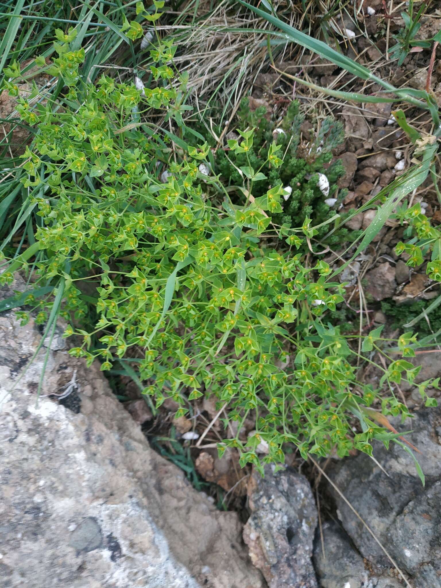 Image of Euphorbia taurinensis All.