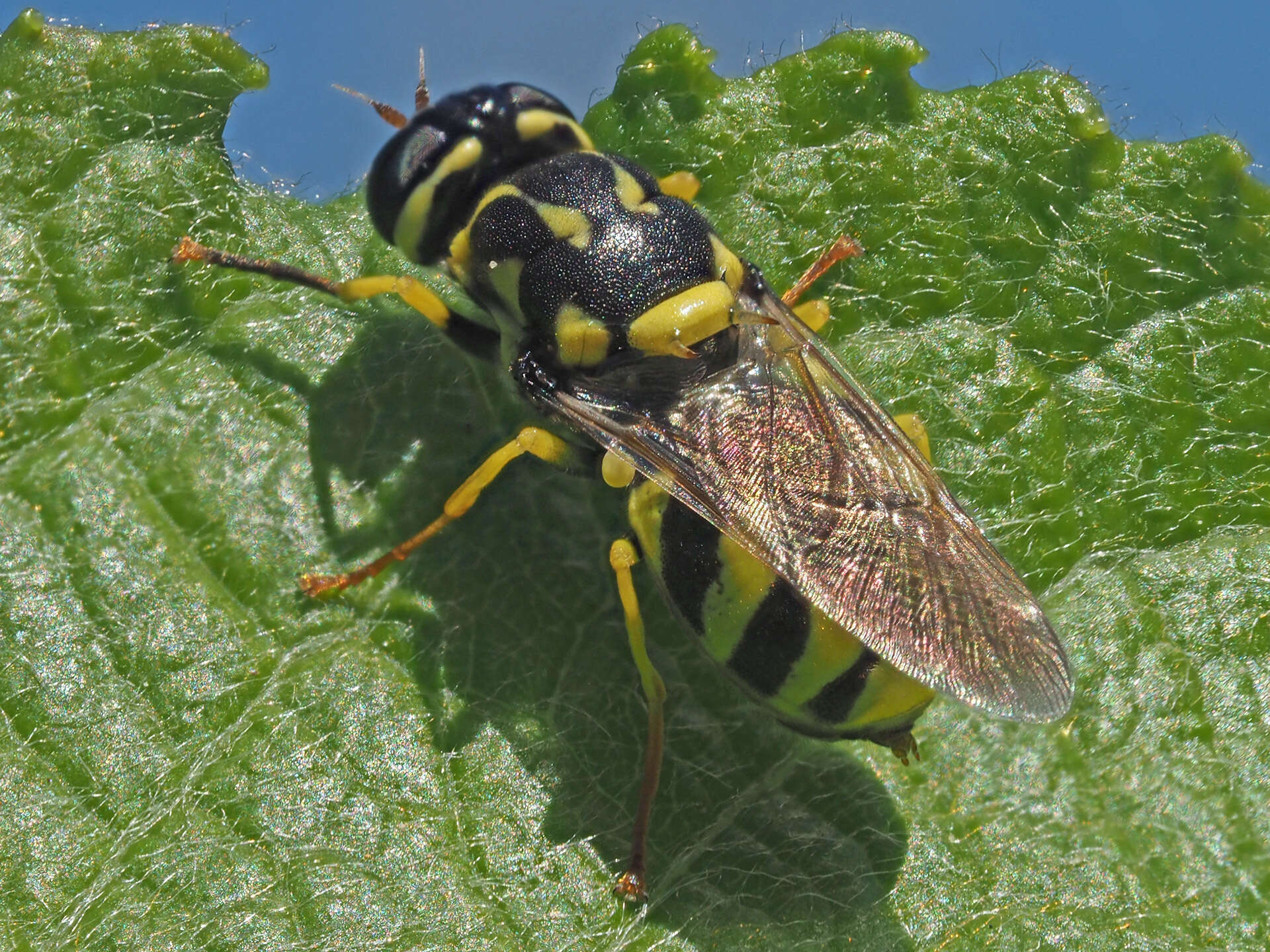 Image of Oxycera meigenii Staeger 1844