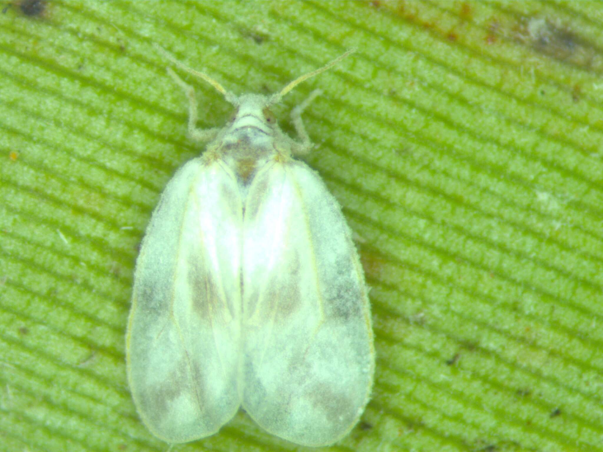 Image of Rugose spiraling whitefly