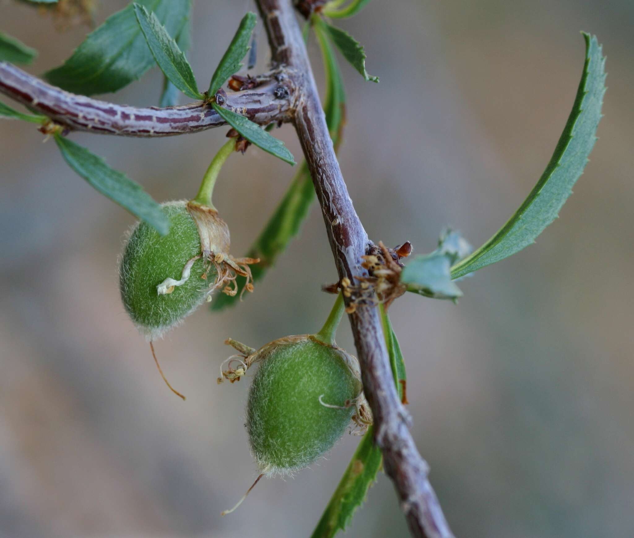 Imagem de Prunus pedunculata (Pall.) Maxim.