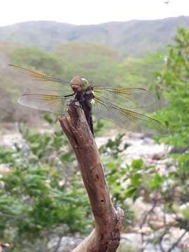 Image of Blue-faced Darner