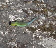 Image of Thin Tree Iguana