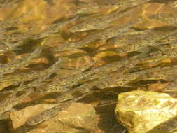 Image of Siberian gudgeon