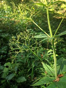 Image of Valeriana pyrenaica L.