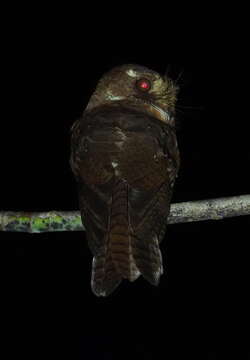 Image of Long-whiskered Owlet-Nightjar