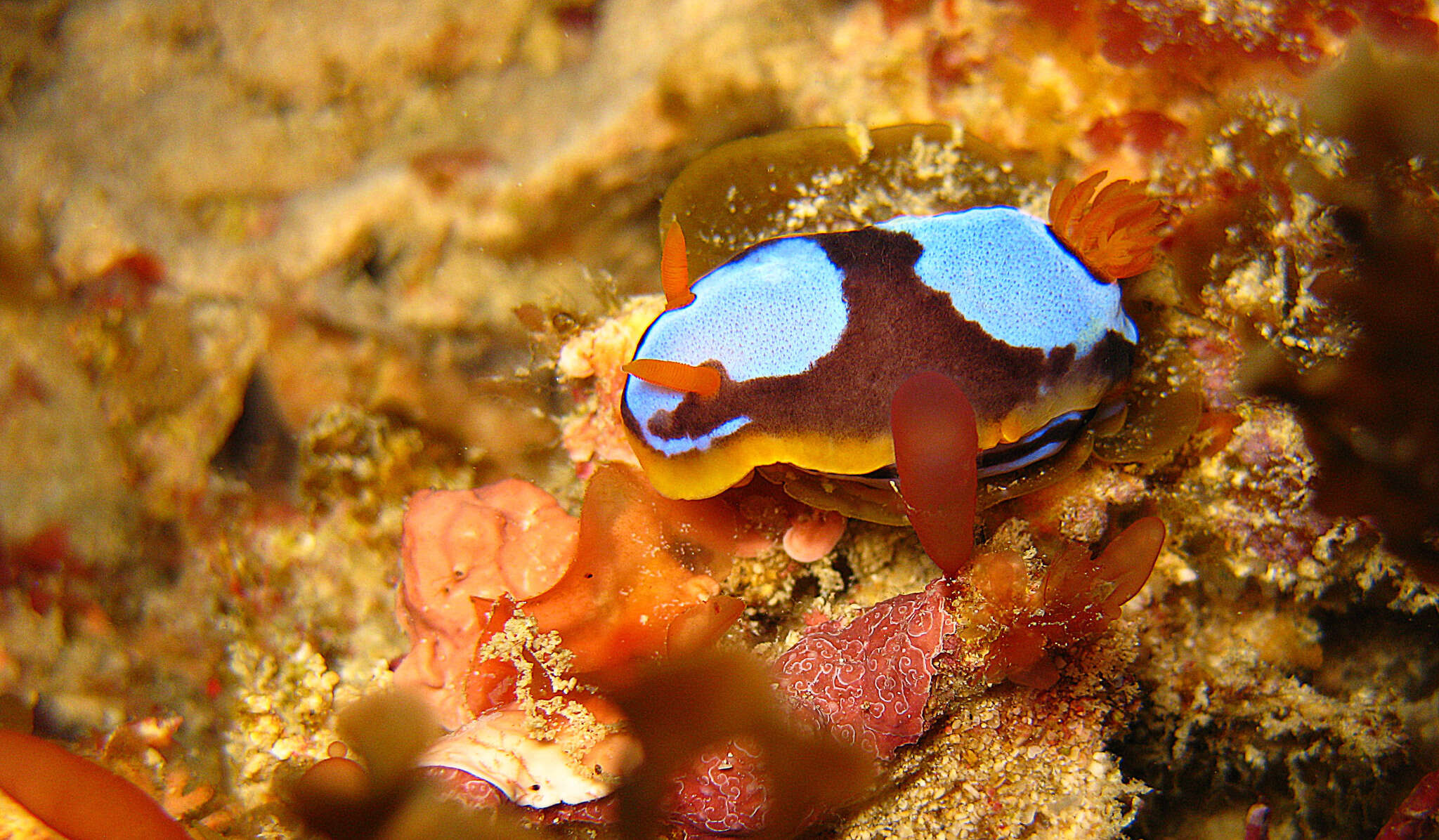 Image de Chromodoris westraliensis (O'Donoghue 1924)