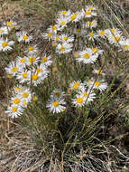 Imagem de Erigeron filifolius (Hook.) Nutt.