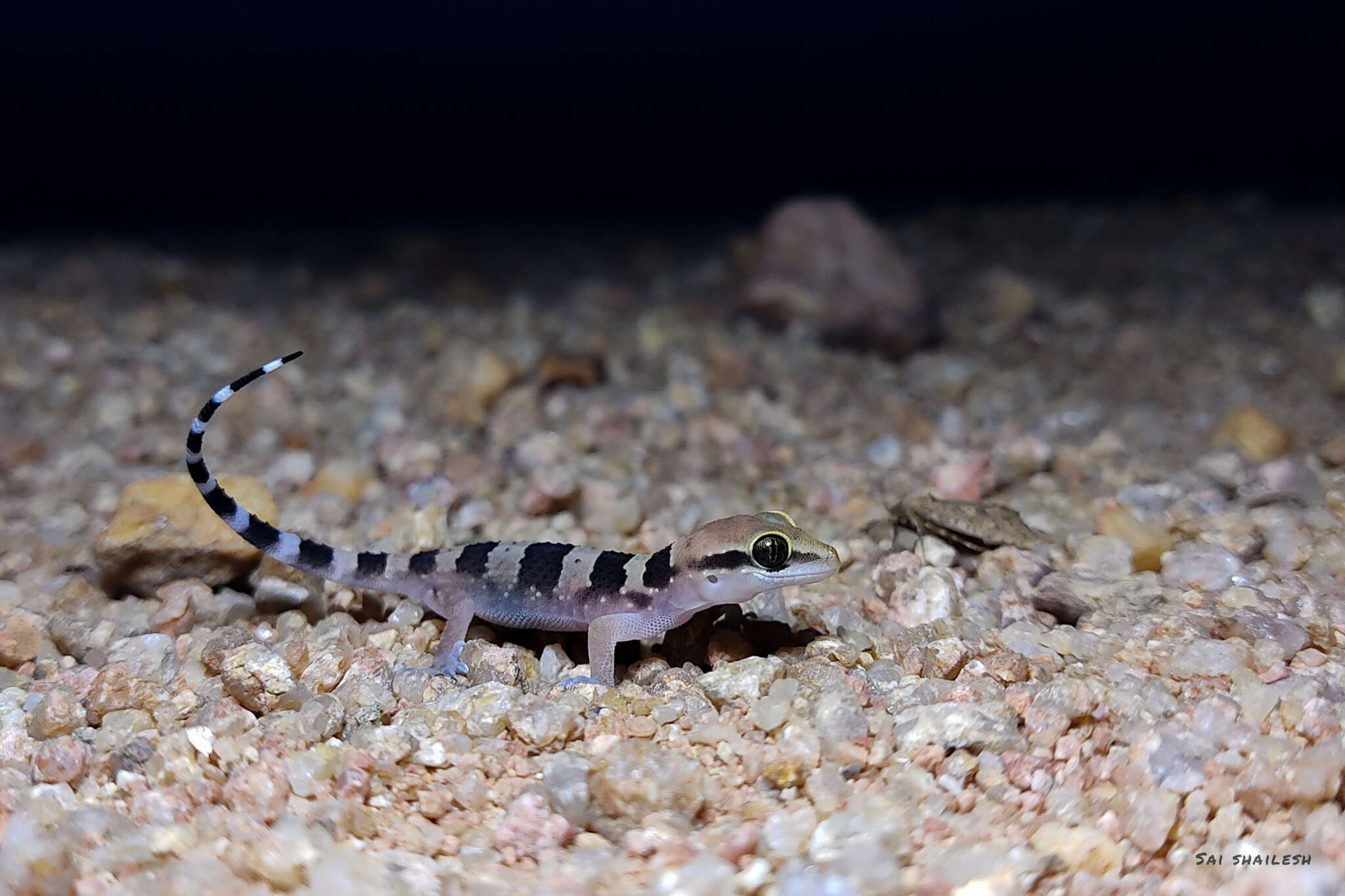 Image de Hemidactylus whitakeri Mirza, Gowande, Patil, Ambekar & Patel 2018