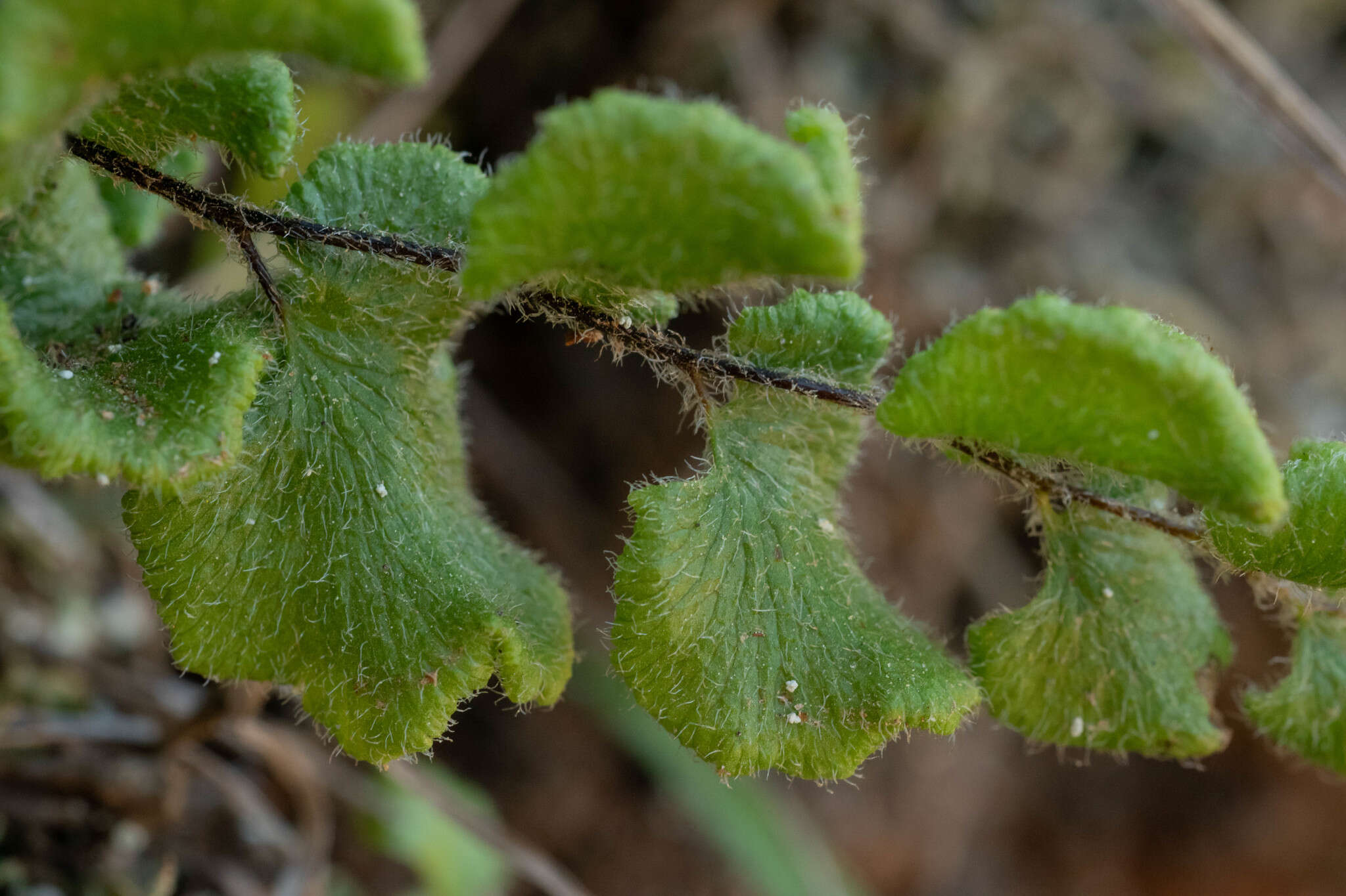 Imagem de Adiantum thalictroides var. hirsutum (Hook. & Grev.) Sota