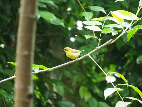 Image of Javan Sunbird