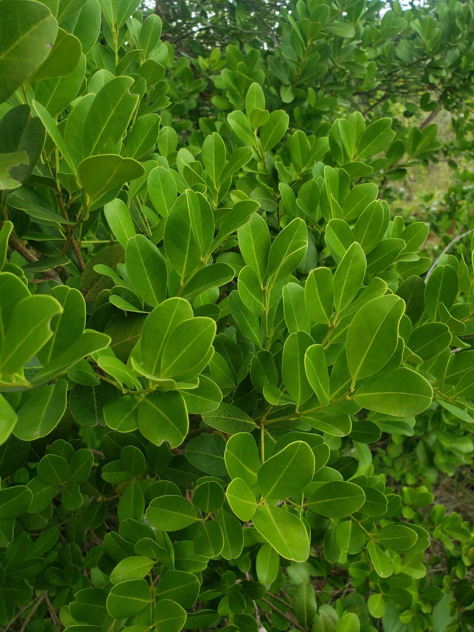 Слика од Ilex urbaniana Loes. ex Urb.