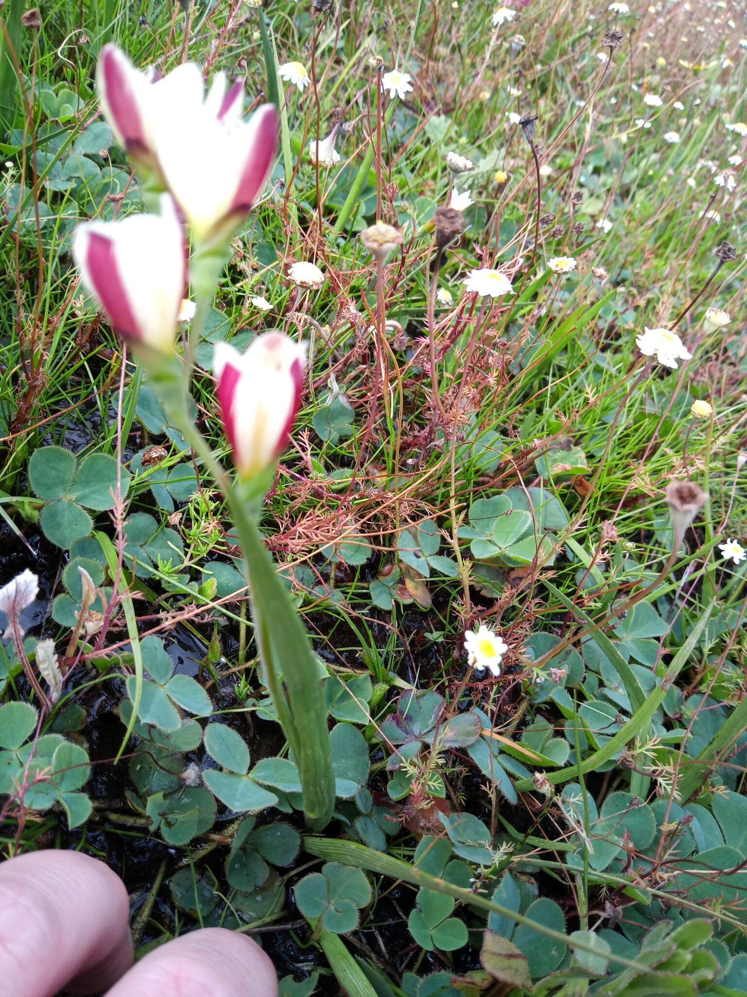 Image of Geissorhiza imbricata subsp. imbricata