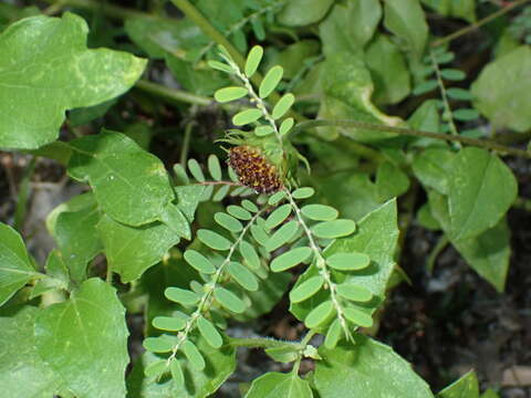 Image of Drummond's leaf-flower