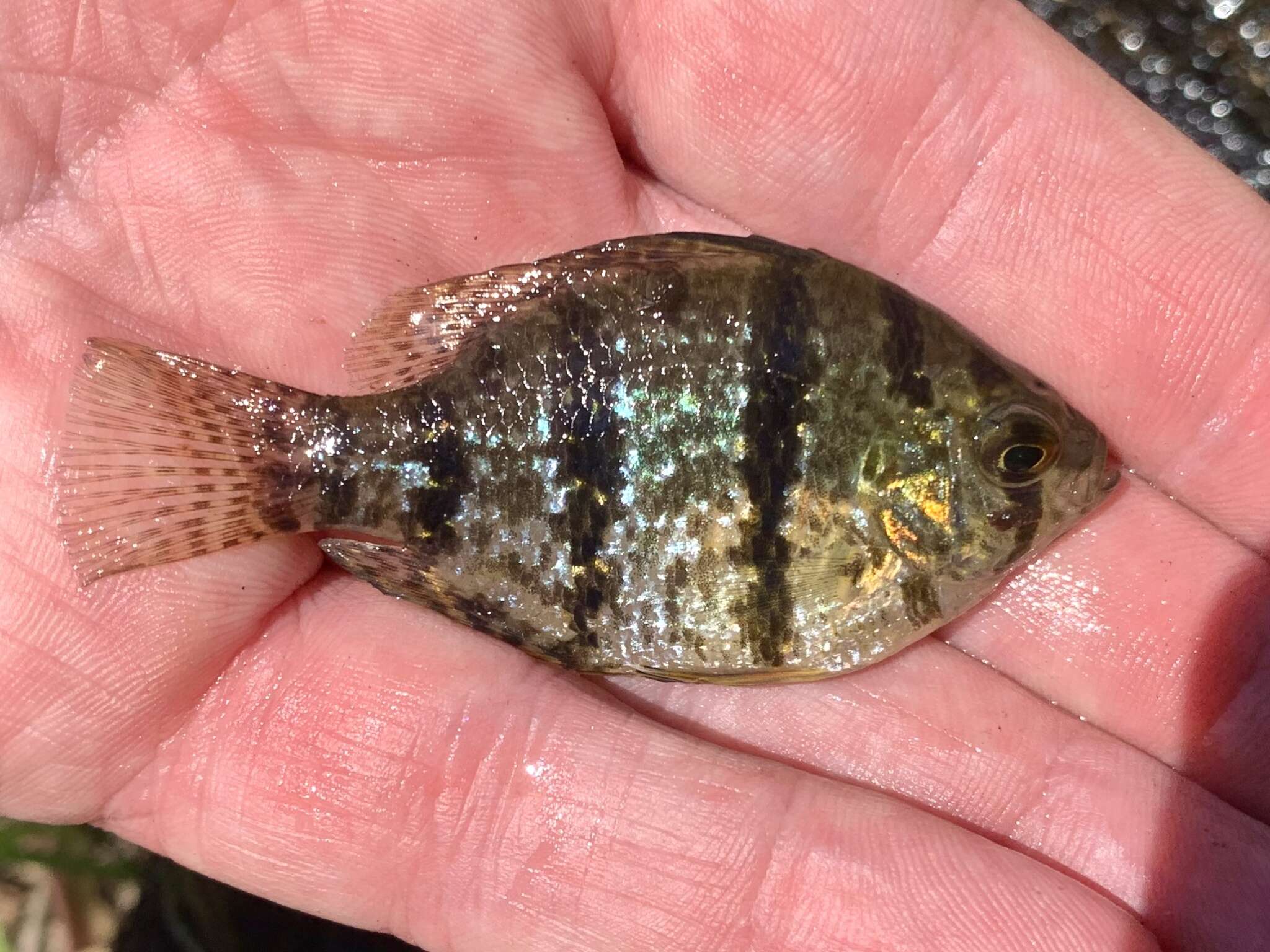 Image of Blackbanded Sunfish