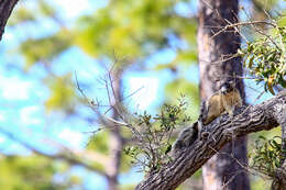 Image of Sciurus niger shermani Moore 1956