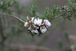 Image of Leucopogon ericoides (Sm.) R. Br.