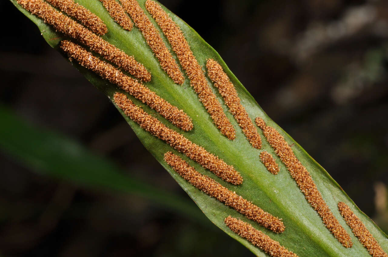 Image of Loxogramme salicifolia (Mak.) Mak.