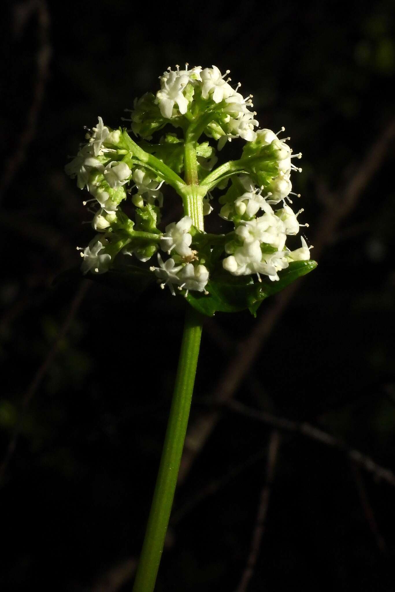 Image of Valeriana lapathifolia Vahl