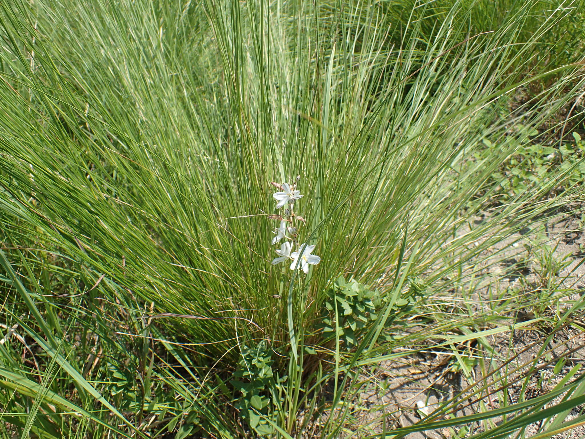 Image of Chlorophytum cooperi (Baker) Nordal