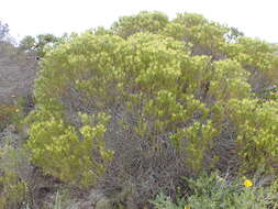 Image of Leucadendron meridianum Salter ex I. Williams