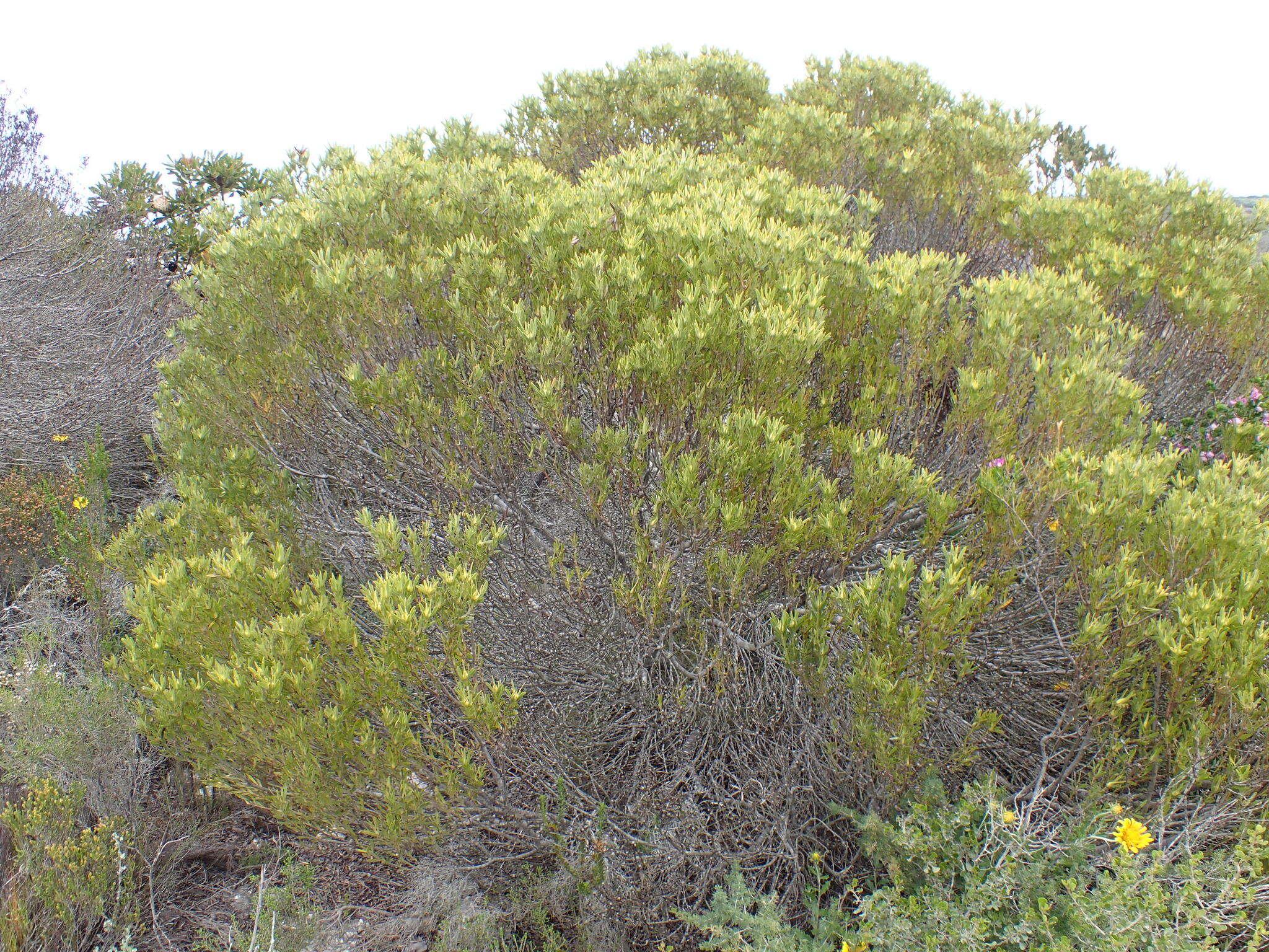 Image of Leucadendron meridianum Salter ex I. Williams