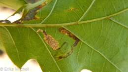 Image of Stigmella nigriverticella (Chambers 1875) Newton et al. 1982