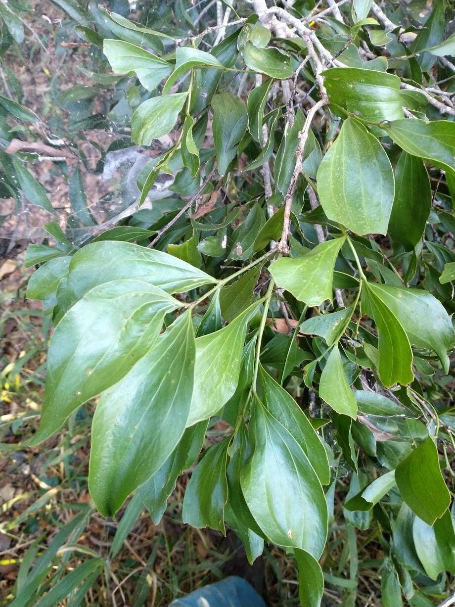 Image of Acacia bakeri Maiden