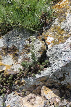 Sivun Petrosedum subulatum (C. A. Mey.) Afferni kuva