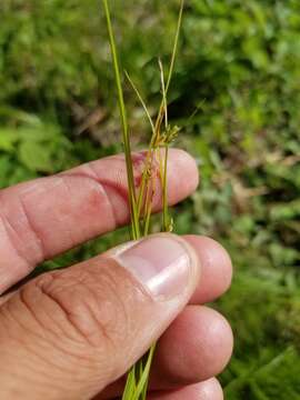 Image of New England sedge