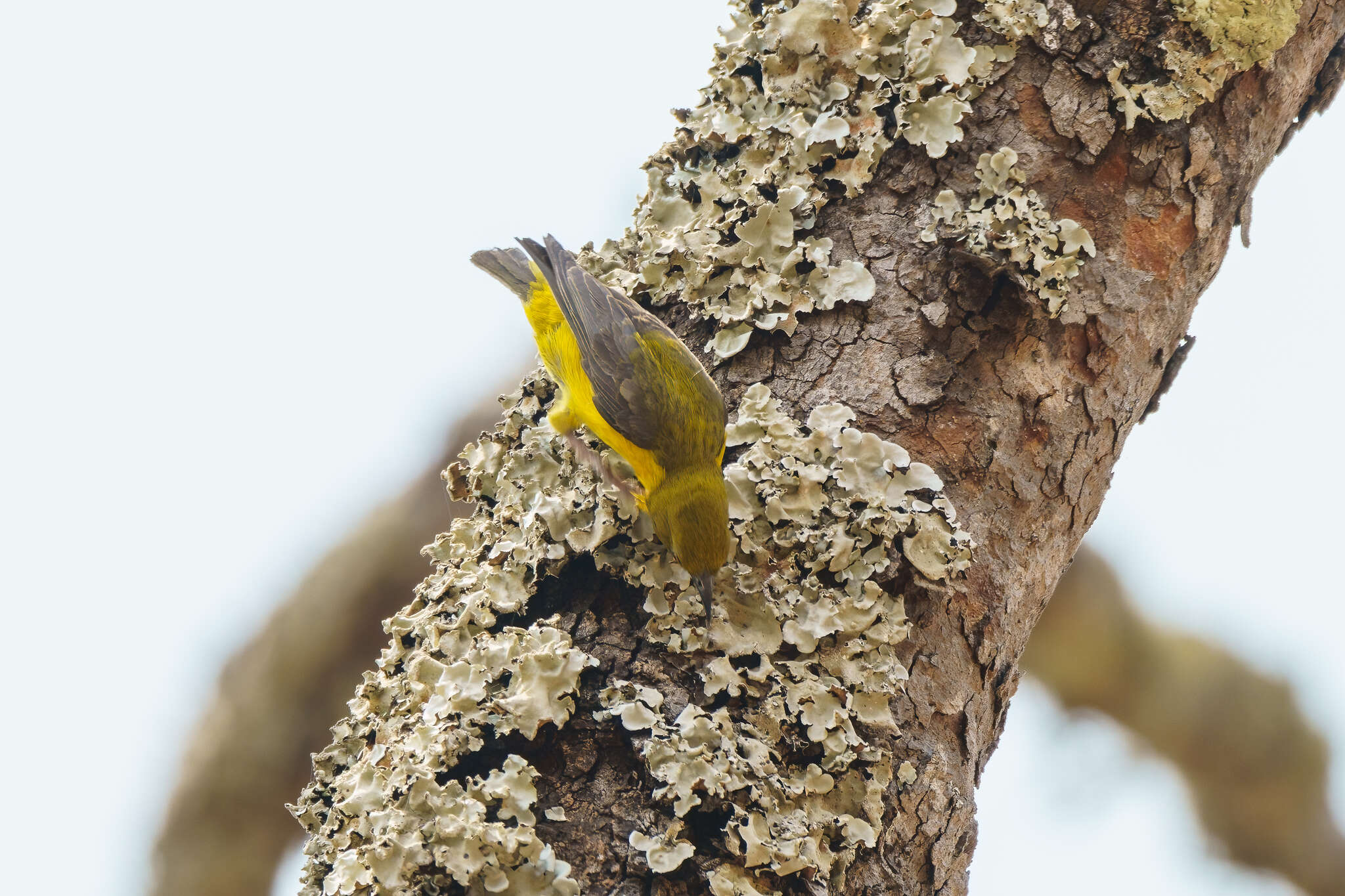 Image of Olive-headed Weaver