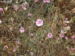 Image of Convolvulus dorycnium L.