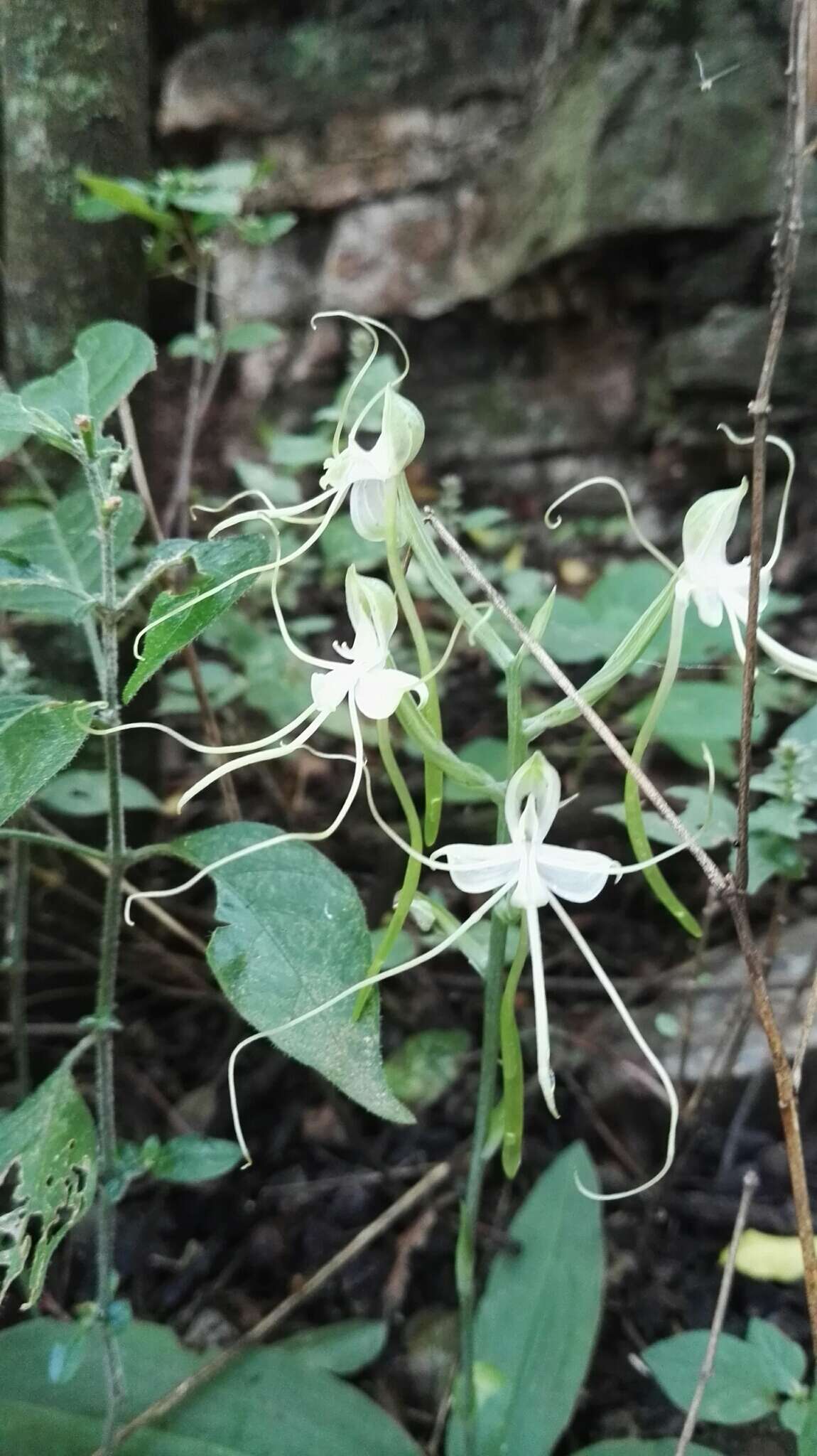 Bonatea polypodantha (Rchb. fil.) L. Bolus resmi