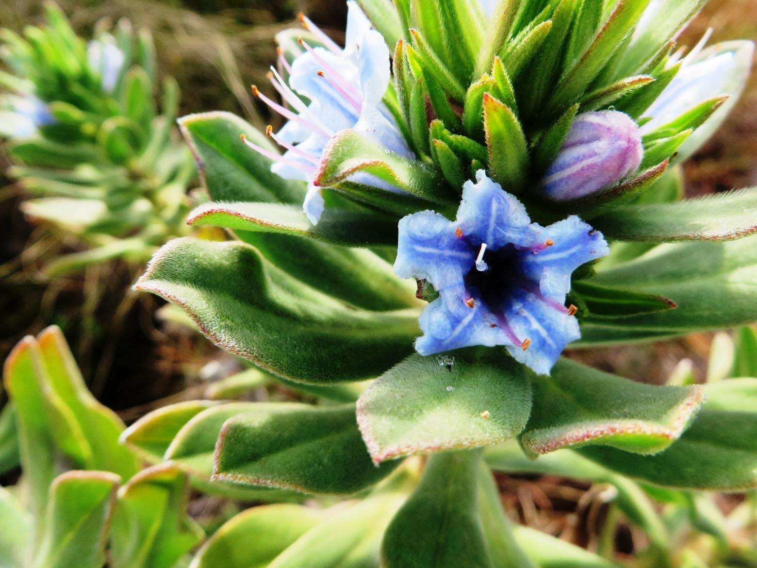 Image of Lobostemon montanus (DC.) Buek