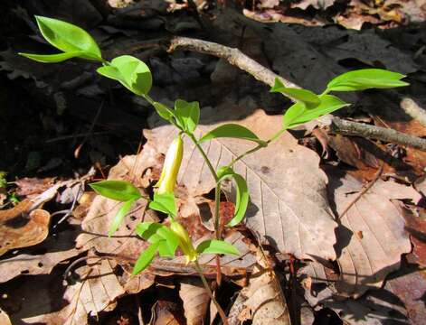 Image of mountain bellwort