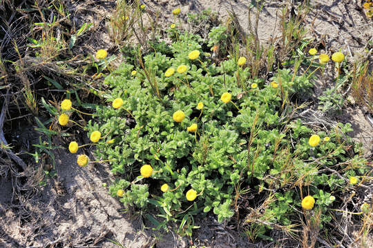 Image de Cotula discolor (DC.) J. C. Manning & Mucina