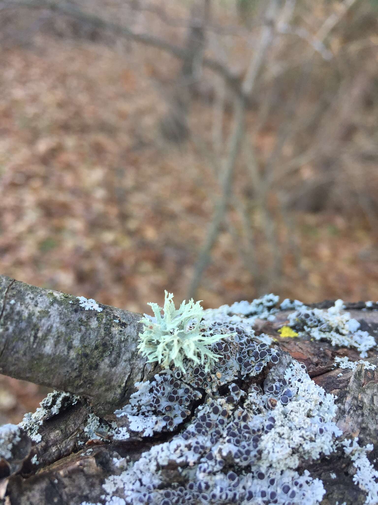 Image of American cartilage lichen