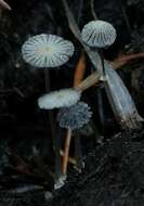 Image of Coprinopsis ephemeroides (DC.) G. Moreno 2010