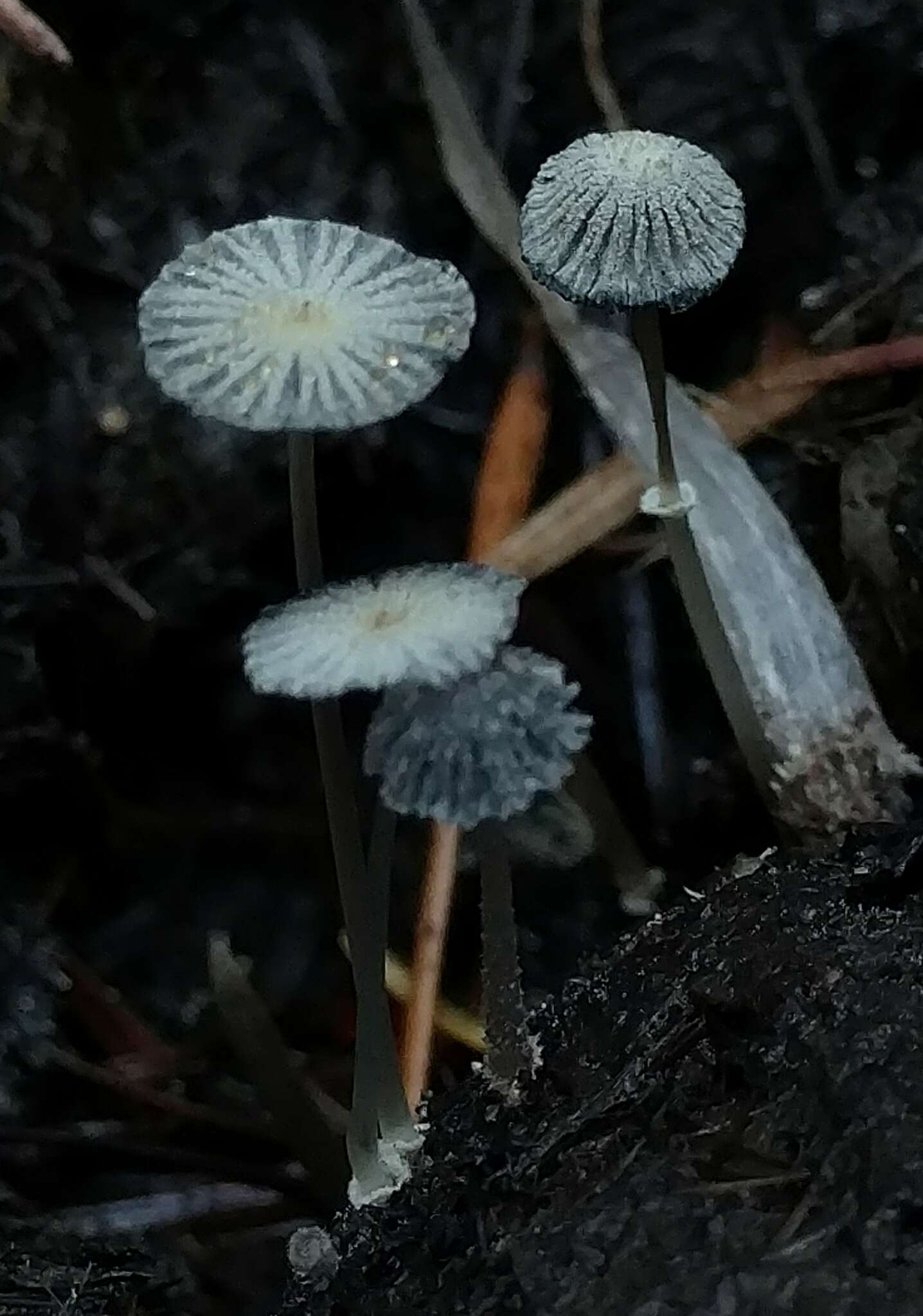 Слика од Coprinopsis ephemeroides (DC.) G. Moreno 2010