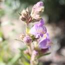 Image of Kaiparowits beardtongue