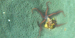 Image of Sponge brittle star