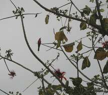 Image of Rosy Bee-eater