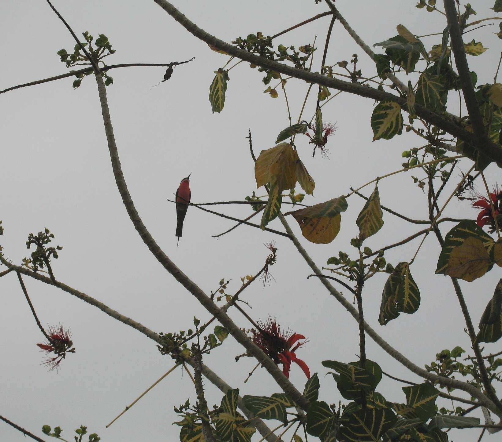 Image de Guêpier gris-rose