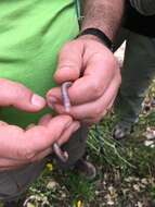 Image of Iberian Worm Lizard