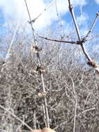 Image of Olearia odorata Petrie