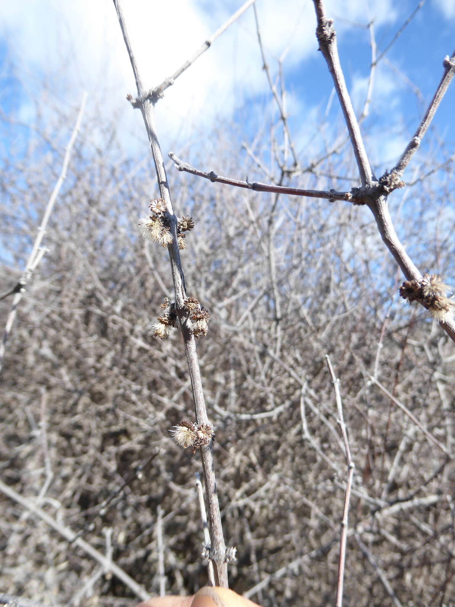 Image of Olearia odorata Petrie