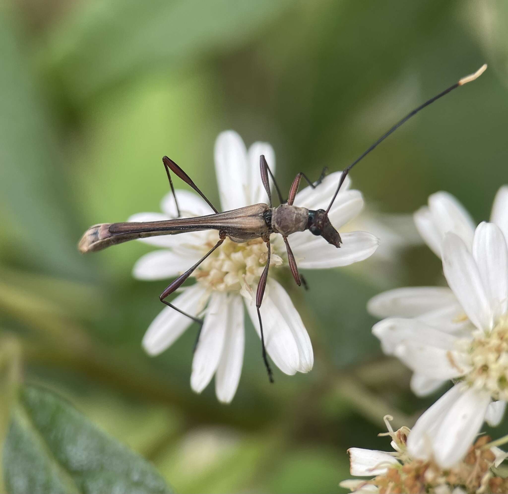 Image of Enchoptera apicalis Saunders 1850