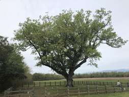 Imagem de Quercus comptoniae Sarg.