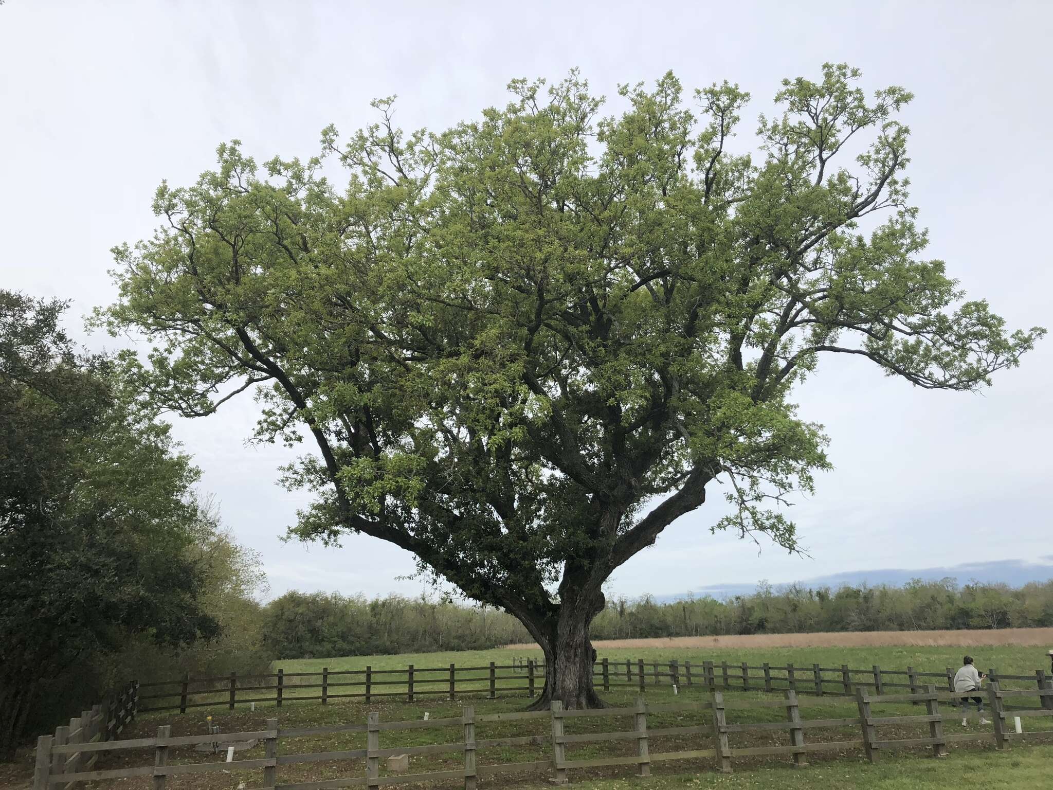 Image of Compton oak