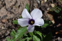 Image of Turnera grandiflora (Urban) M. M. Arbo