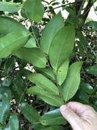 Image of Canary Beech